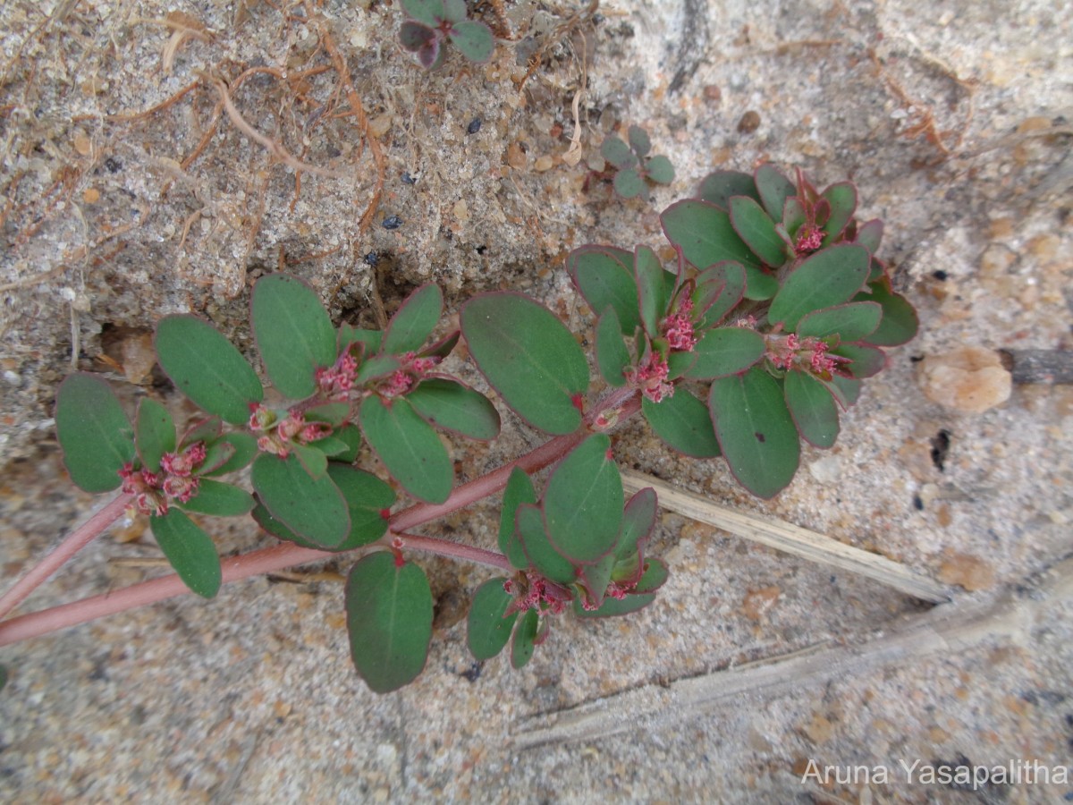 Euphorbia thymifolia L.